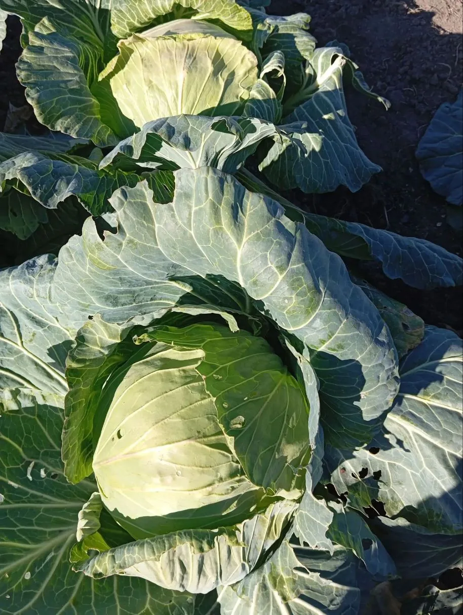 Продам капусту, цена 80 руб./кг. Самовывоз п. Песчанка. 89145179221