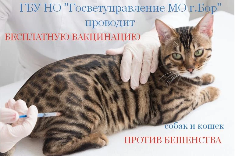 БЕСПЛАТНАЯ ВЫЕЗДНАЯ ВАКЦИНАЦИЯ ПРОТИВ БЕШЕНСТВА