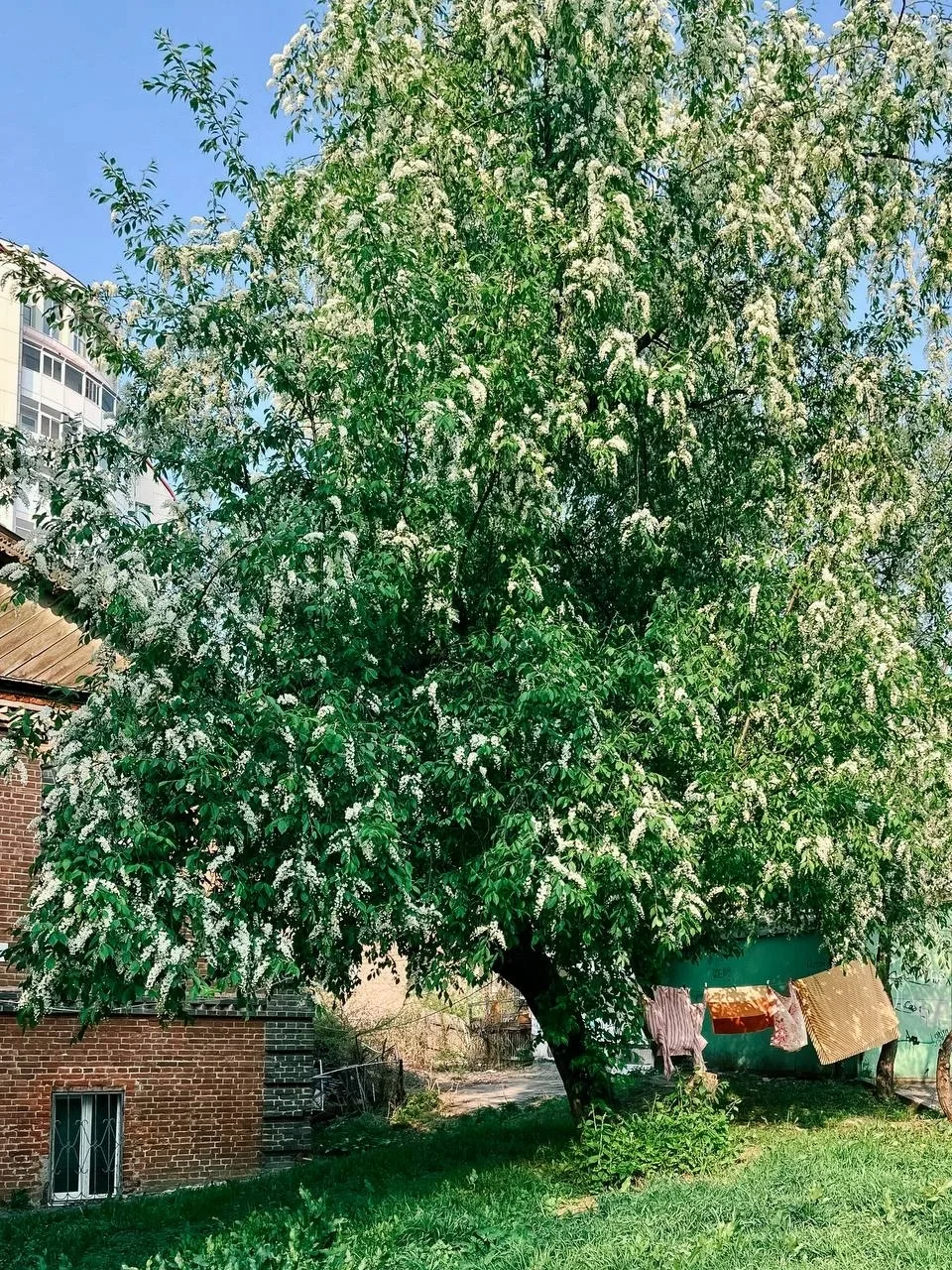 Южный в мае Автор: 📸 mukhavokne