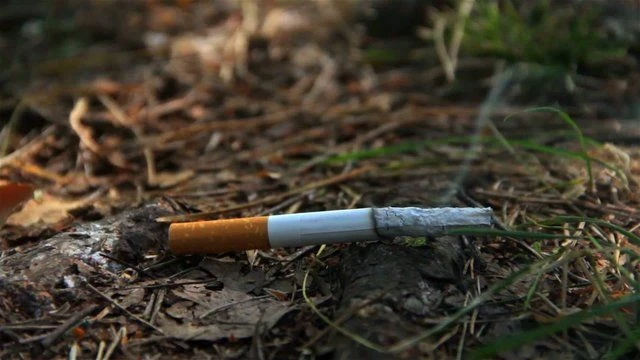 Любителям собирать грибы и ягоды Никольское лесничество напоминает о правилах пожарной ...