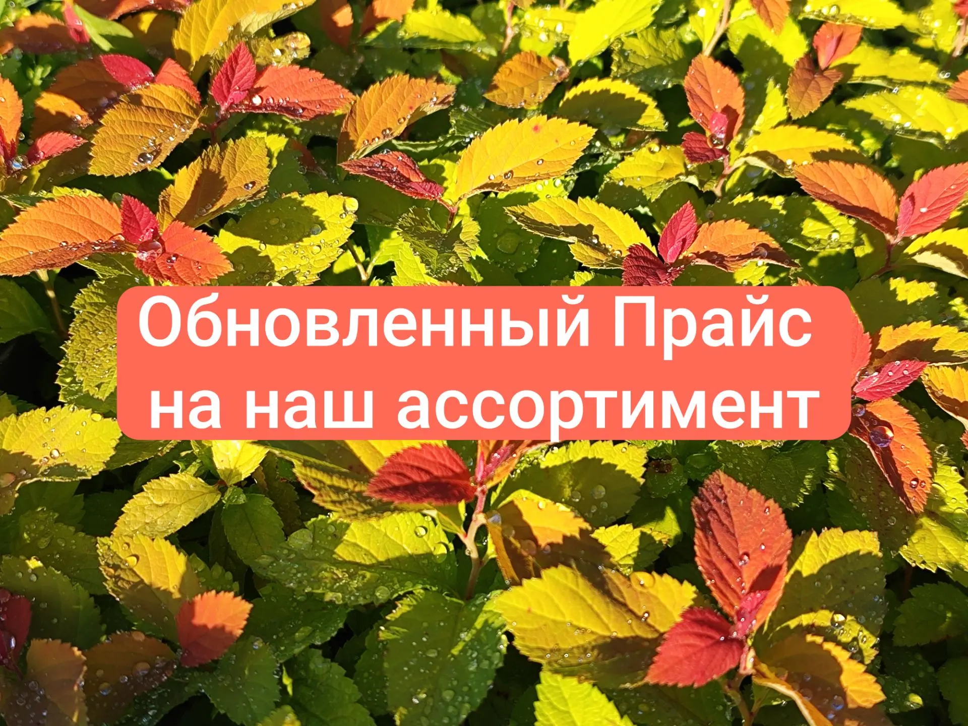 ⬆️ Обновленный Прайс.