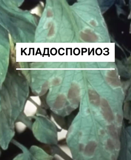 Изображение 2 к публикации «Волшебная грядка Марины Шевляковой»