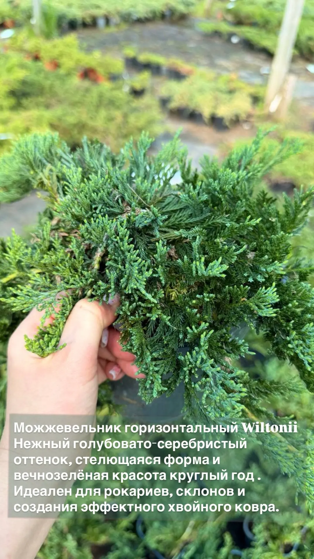 🌲 ✨ Немного классики, немного редкостей и много вечнозелёной красоты.