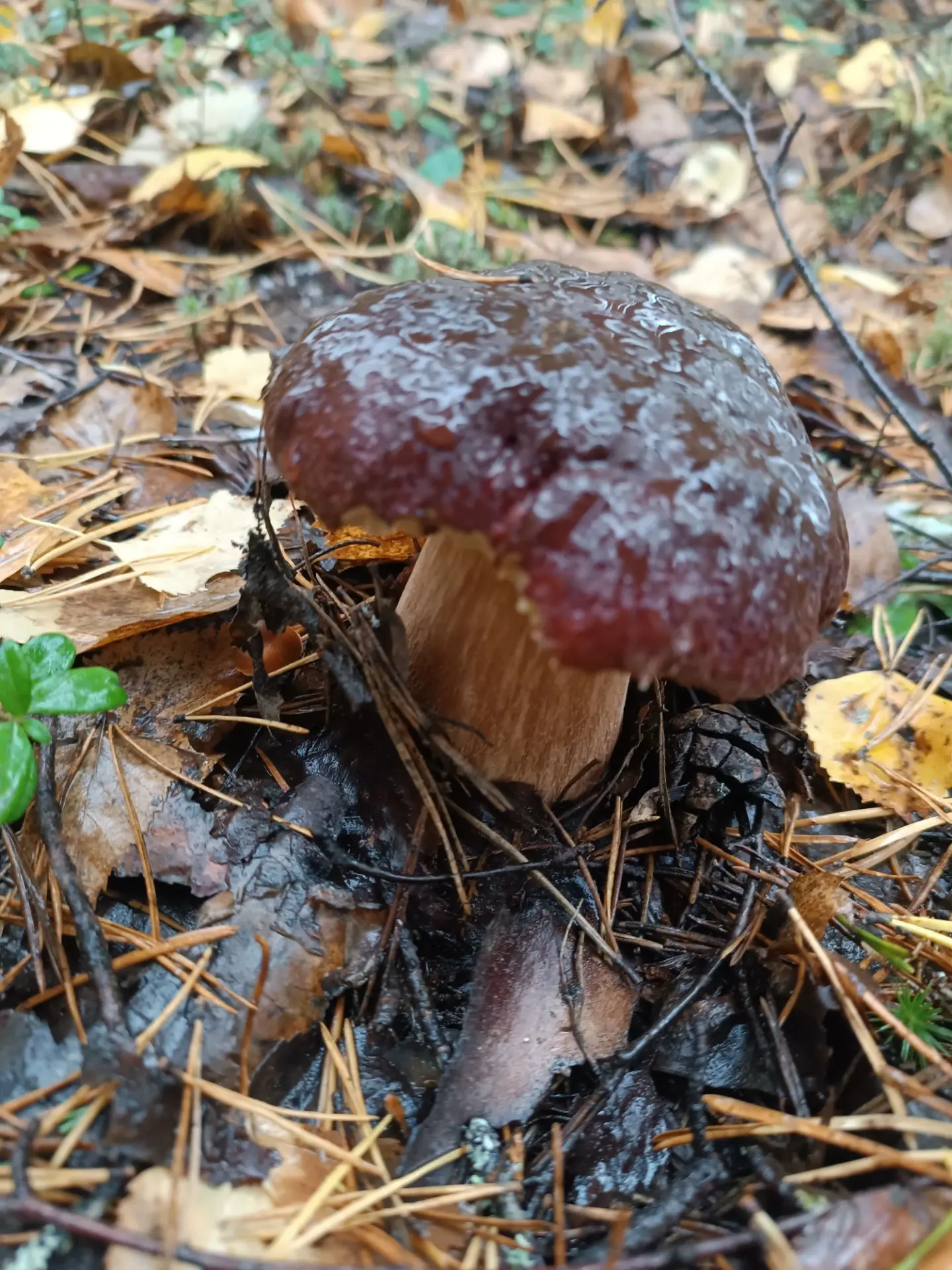 Ещё помучаю любимой Карелией 😉