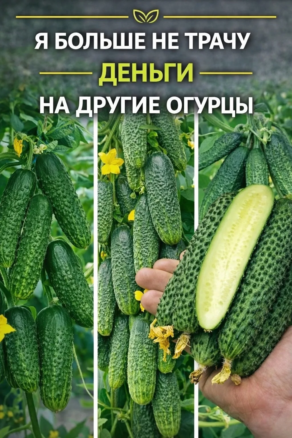 Я БОЛЬШЕ НЕ ТРАЧУ ДЕНЬГИ НА ДРУГИЕ ОГУРЦЫ 😳 Честно, я перестала каждый сезон экспериментировать и бр