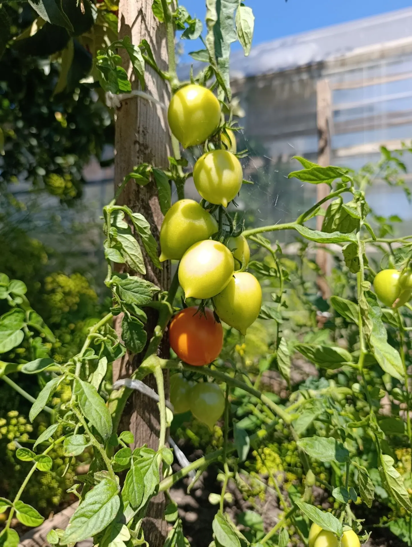 Ура, первые помидорки пошли. 🍅🍅🍅
В этом году у меня впервые томаты в открытом грунте созрели рань