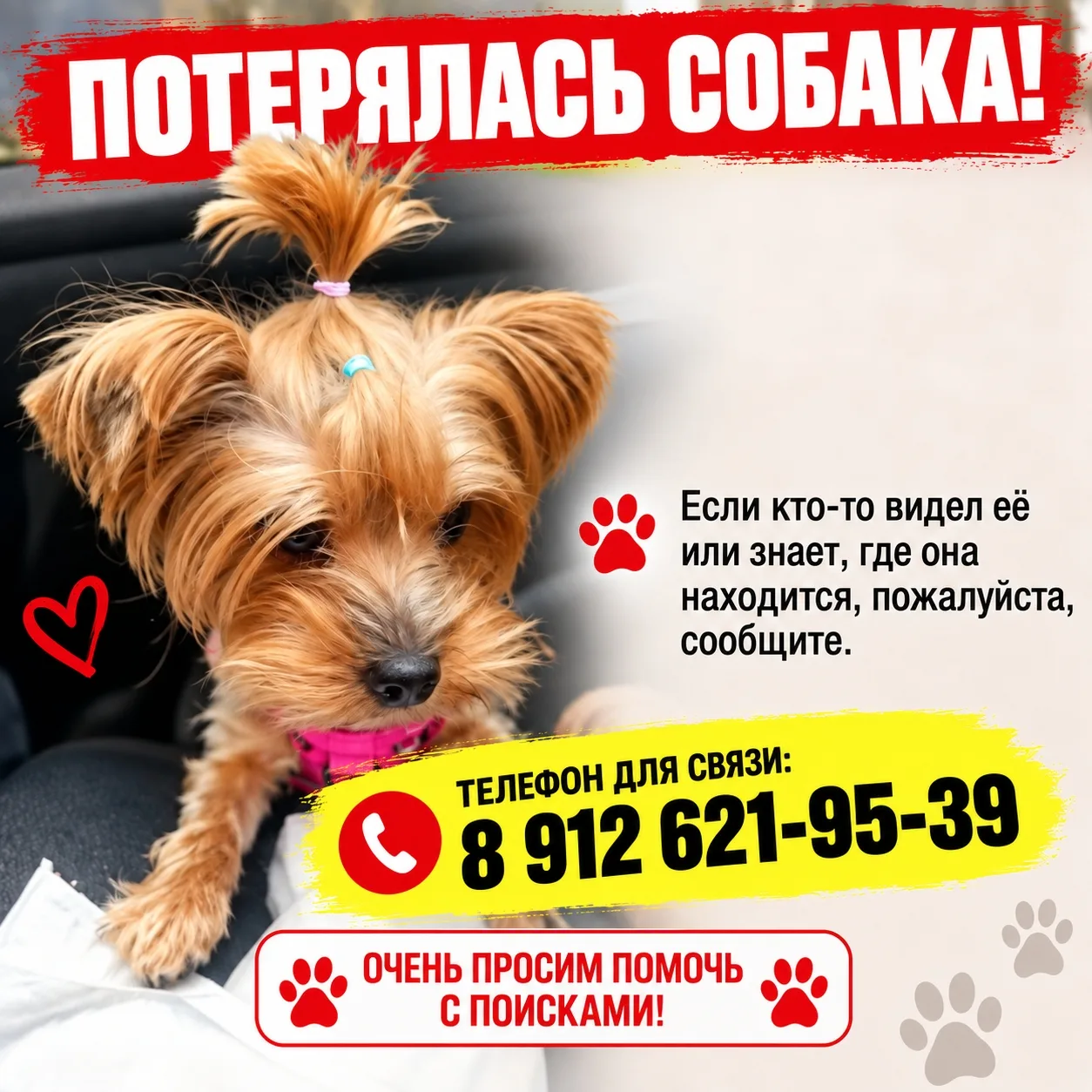 🐕 Потерялась собака!