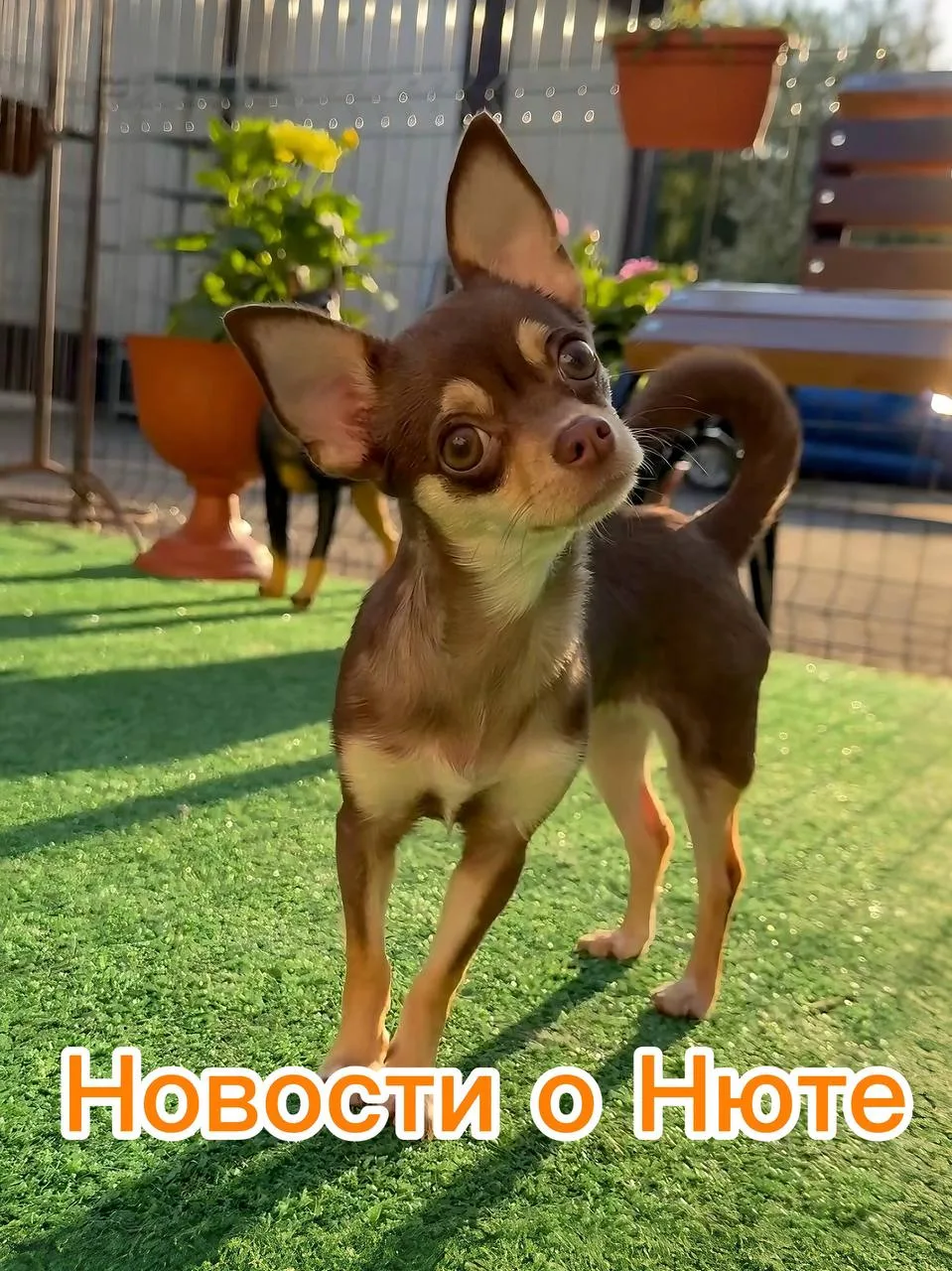 НОВОСТИ ПО НЮТЕ: ОПЕРАЦИЯ, КОТОРАЯ ПРОШЛА НЕОБЫЧНО 🐾🙏  Друзья, мы знаем, как вы ждали вестей о нашей