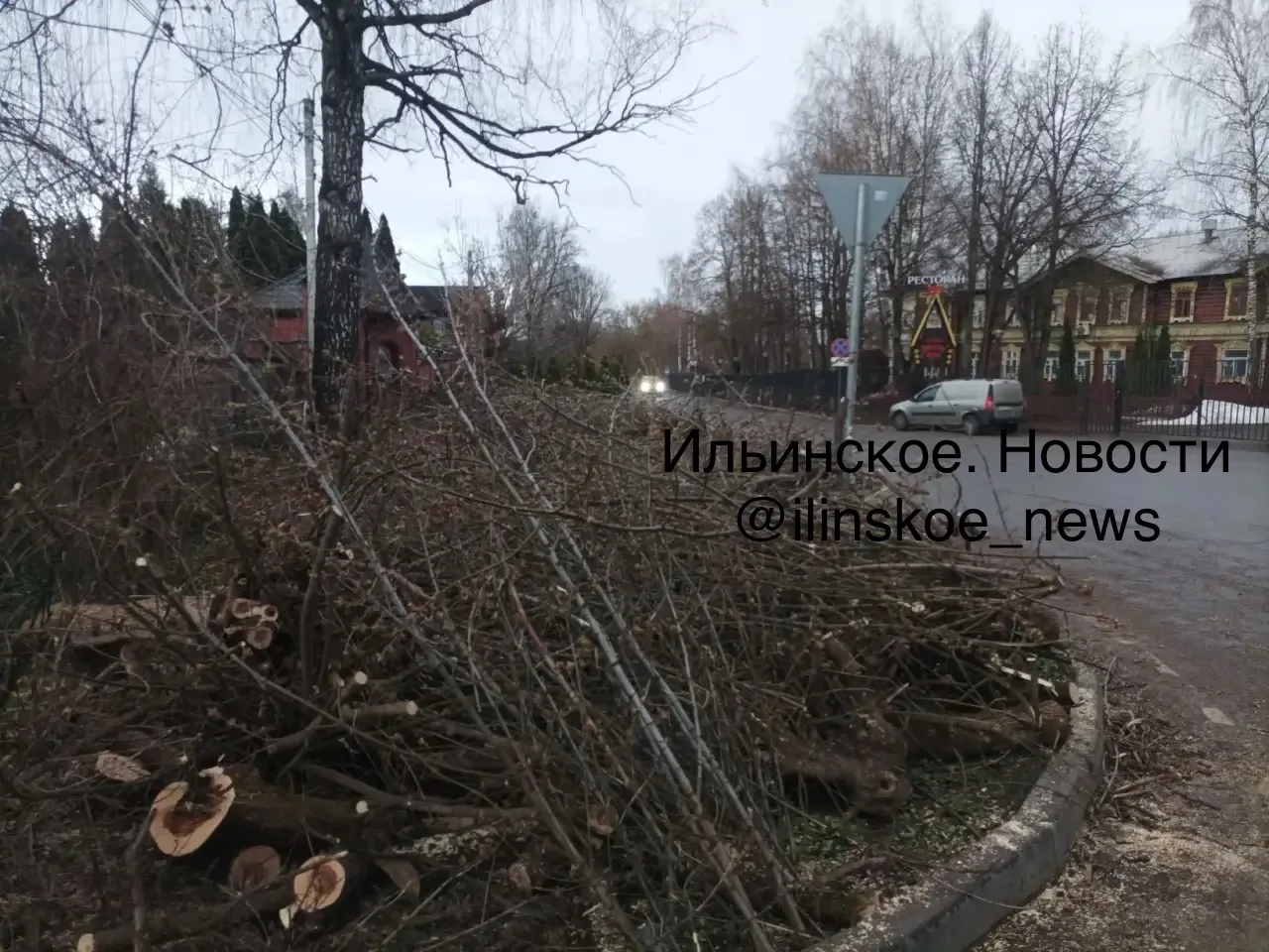 🪚 В Ильинском стартовала программа по борьбе с ясенелистным клёном  Ясенелистный (американский) клён