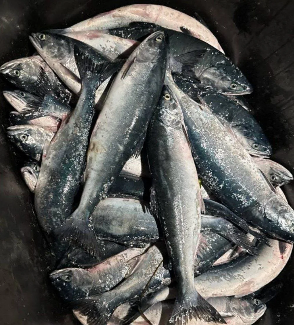 🐟 СВЕЖАЯ МОРСКАЯ ГОРБУША, жировая, первая, средняя 1 кг - 550 руб 
✅ Оплата наличными 

🐟 вишневый