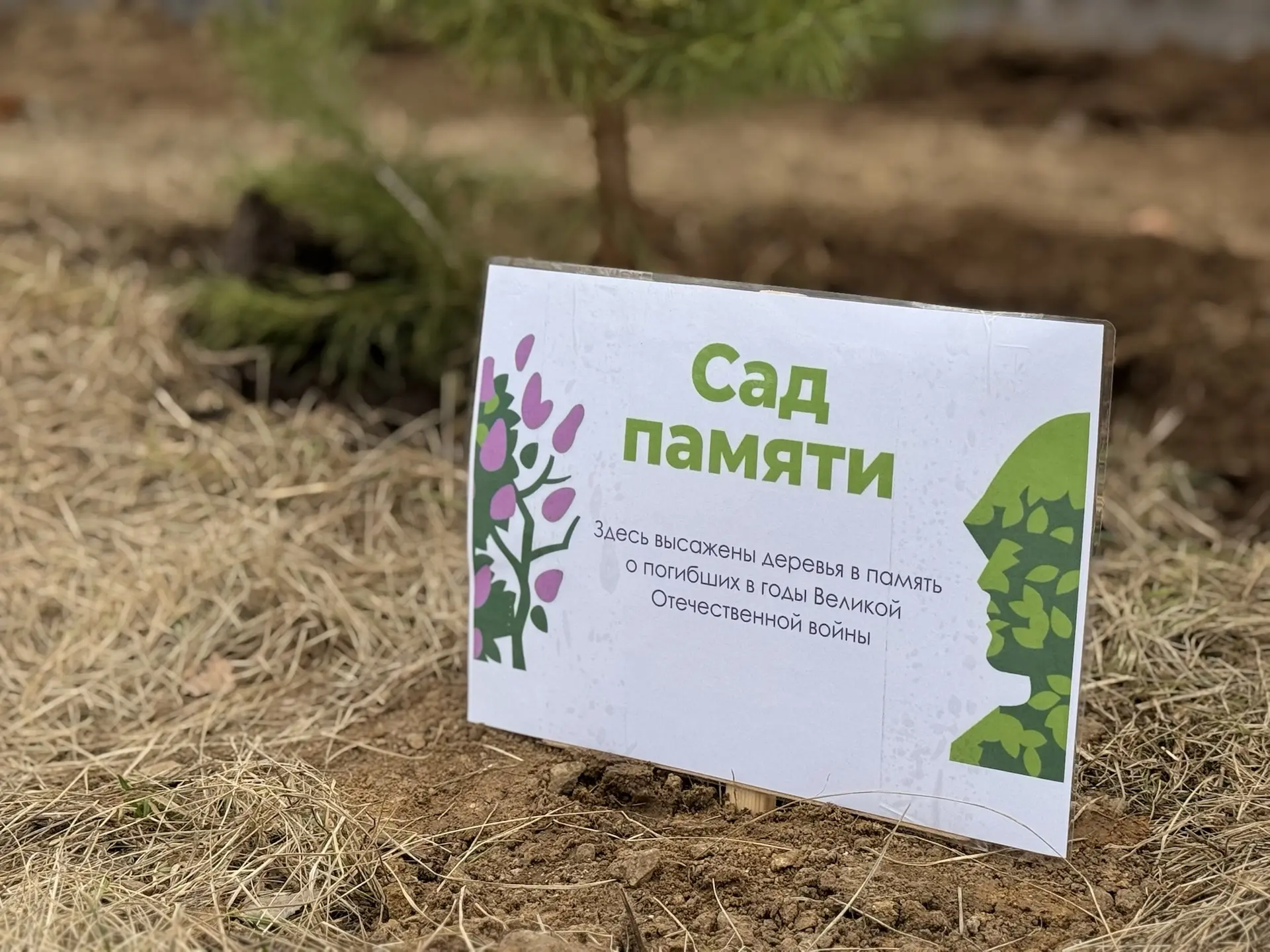 🌱 Посадили деревья — сохранили память 🌱