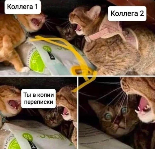 #шуткадня