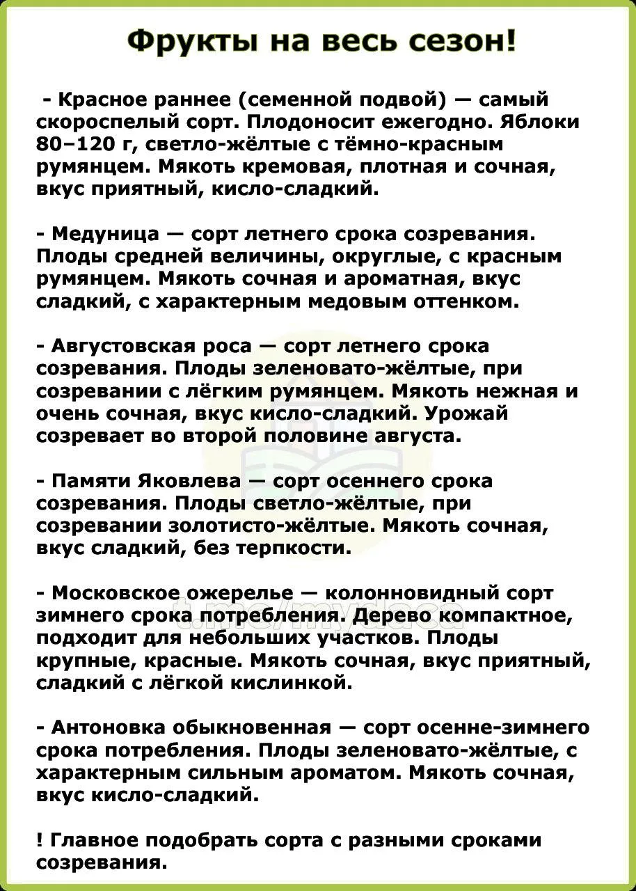 Фрукты на весь сезон 🍎