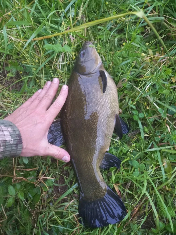🎣 Улов от подписчика