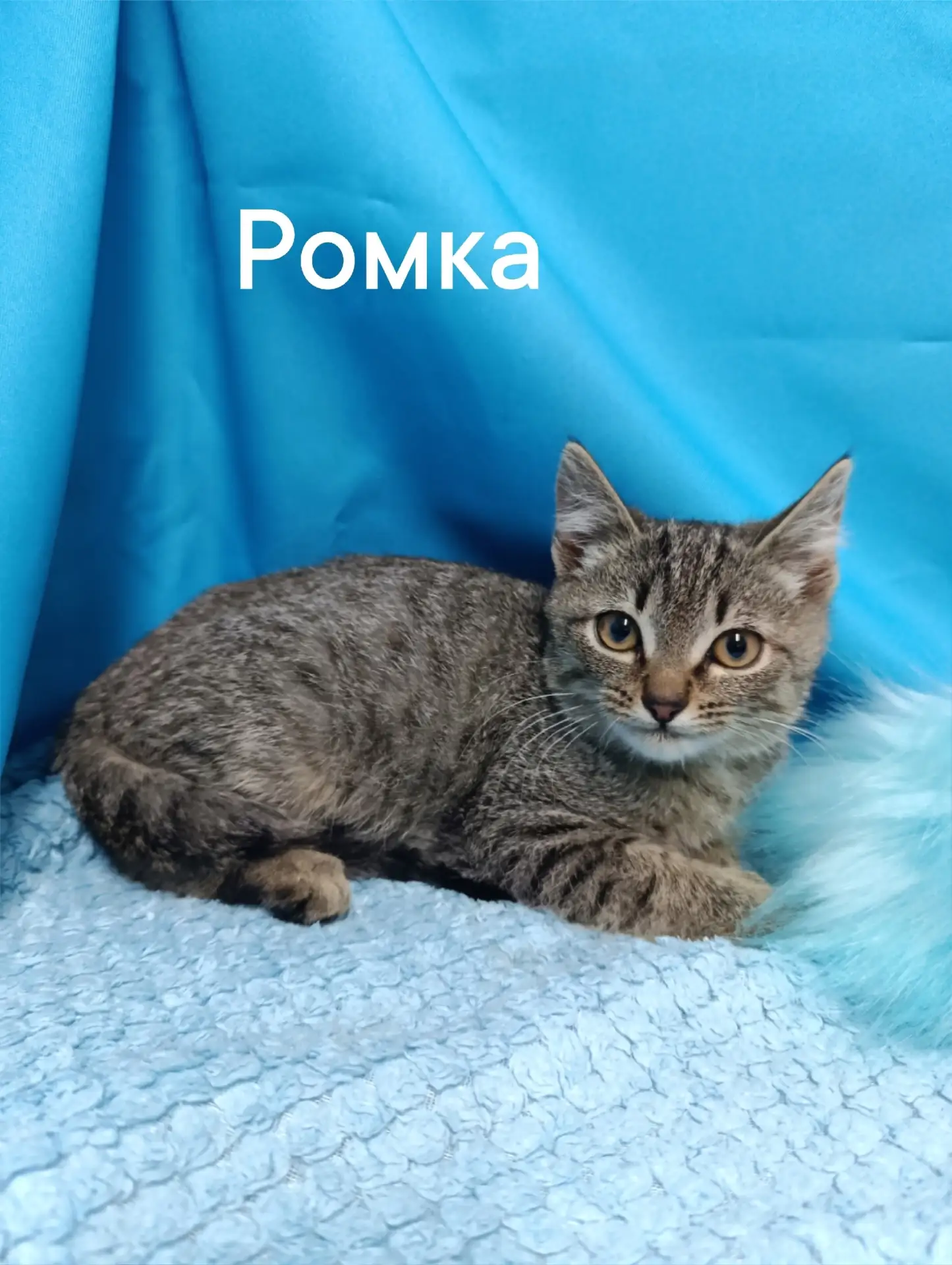 РОМКА, КЕКС И ОСКАР