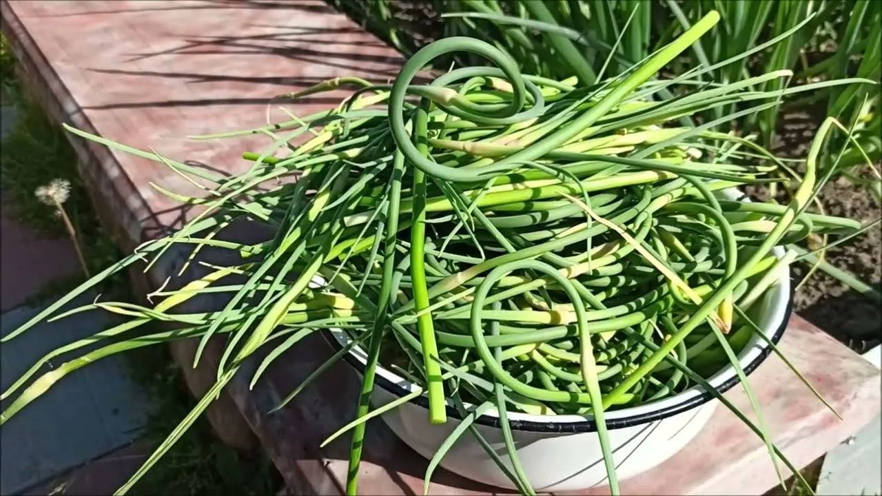 ПОРА ЛОМАТЬ СТРЕЛКИ НА ЧЕСНОКЕ! 🧄

Именно этим мы сегодня занимались. И хотя о необходимости удален