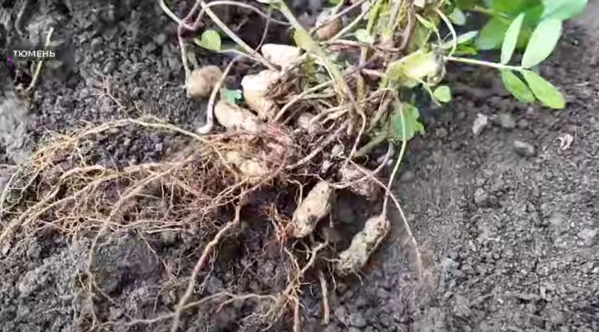 🥜 Сибирский арахис вырос на тюменской грядке как обычная картошка