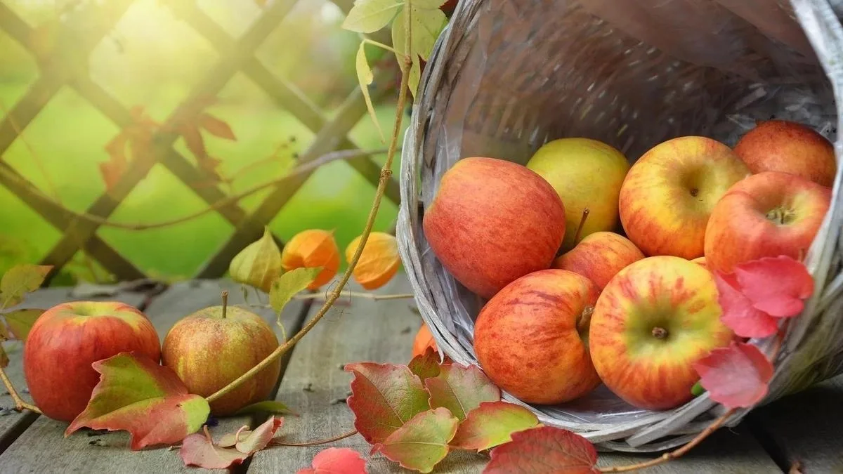 🍏 19 августа — Яблочный Спас: биология одного плода