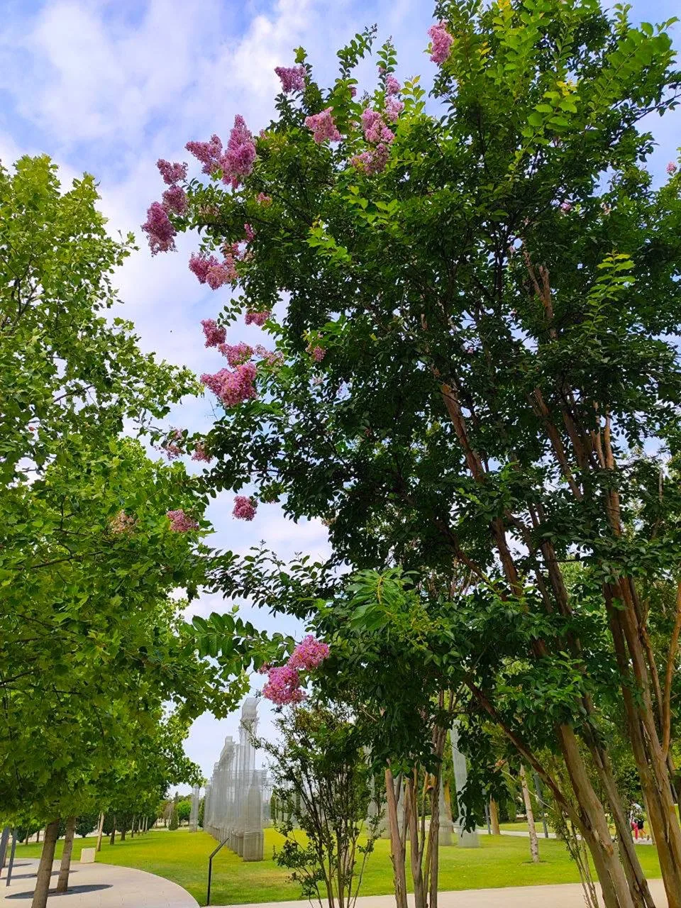 Роща Лагерстрёмии чарует цветением и ароматами ❤️🌸
