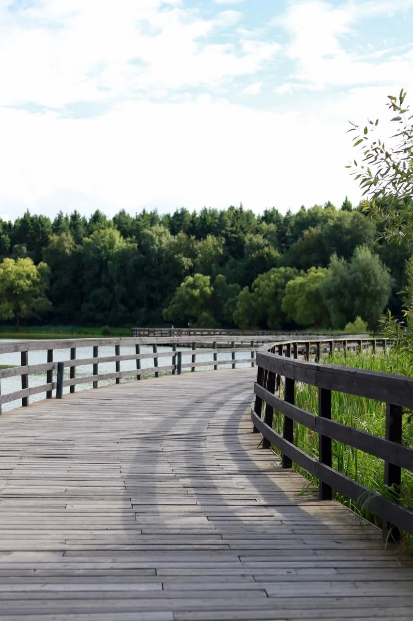 🌳 Атмосферная прогулка в Мещерском лесу
