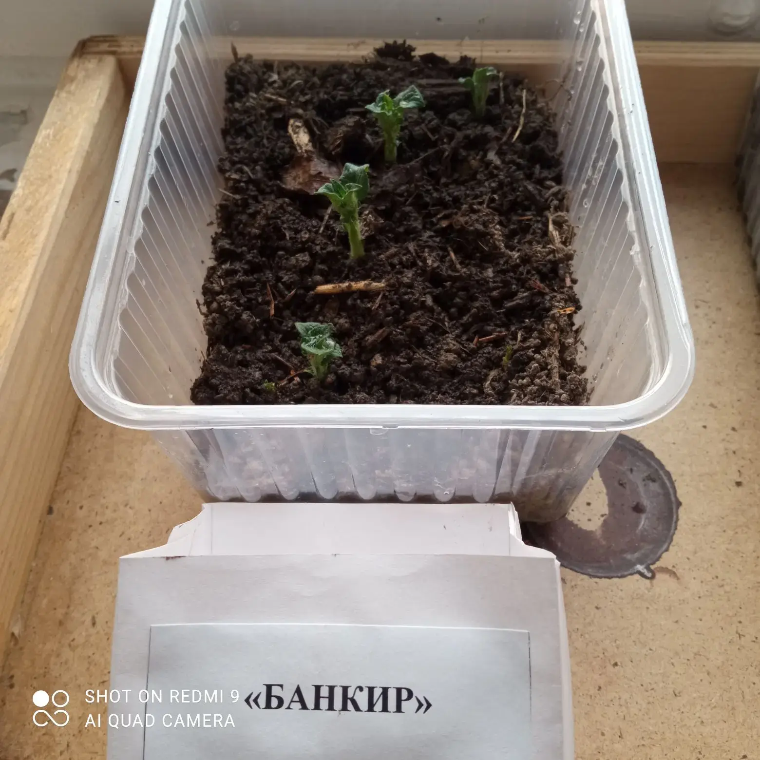 🌱 Агробиостанция: картофельный эксперимент стартовал!