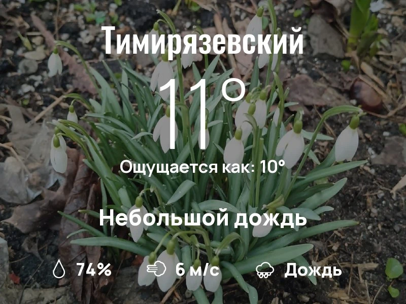 Что с погодой в Тимирязевском?
