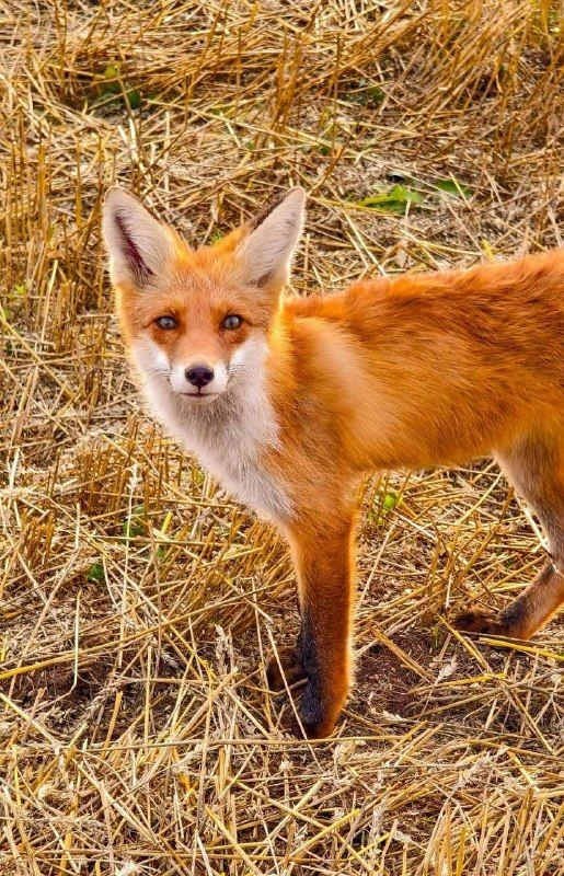 ❤️🦊Лисичку встретил фотограф Андрей Ложкин в Дебесском районе.