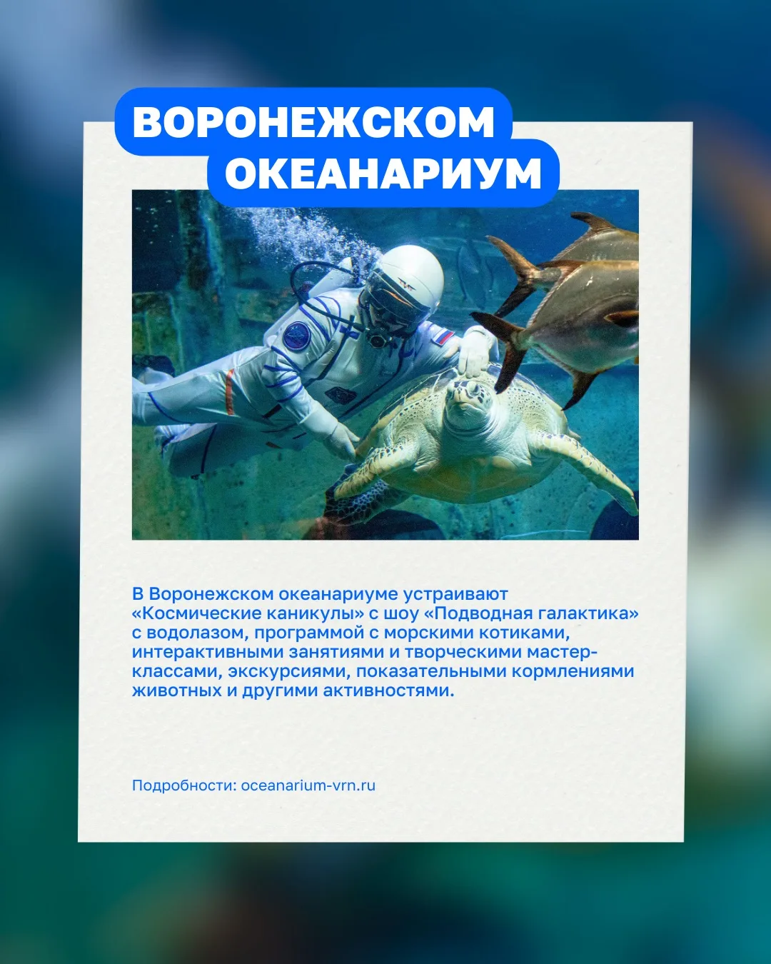 Шоу мыльных пузырей, показательные кормления морских обитателей и интерактивные квесты — каникулы в 