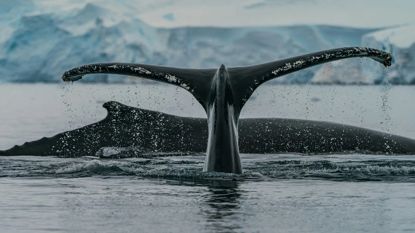 КИТЫ 🐋. АРКТИКА 🐻‍❄️