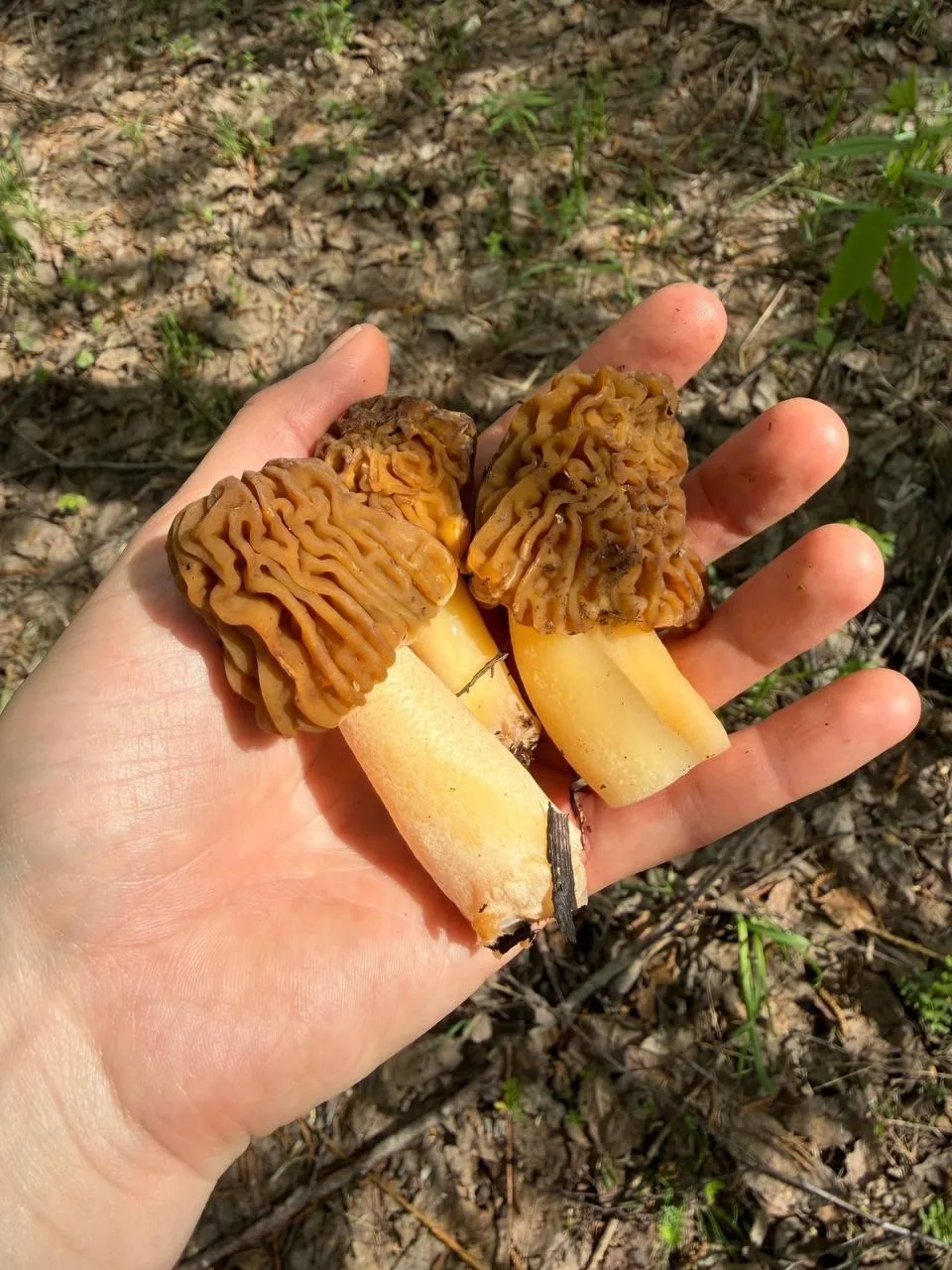 🍄‍🟫Грибной сезон объявляется открытым   Любители «тихой охоты» уже делятся первыми находками из лесо