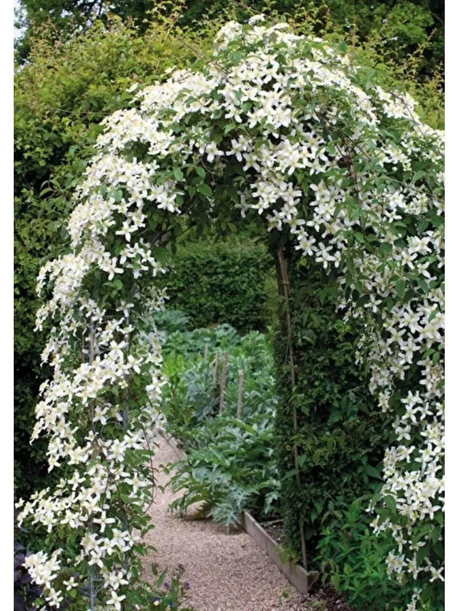 Клематисы: как продлить цветение 🌸🏡

Клематисы — одни из самых красивых лиан. Чтобы они цвели долг