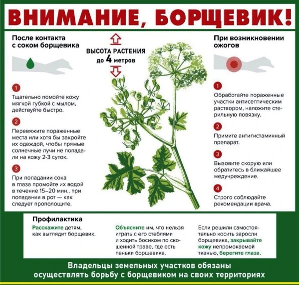 Городская поликлиника №6 предупреждает: осторожно, борщевик!

Лето — пора не только отпусков, но и п
