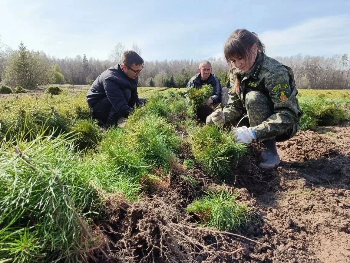 🌳Специалисты Орехово-Зуевского филиала «Мособллес» продолжают работы по восстановлению лесов. В этом