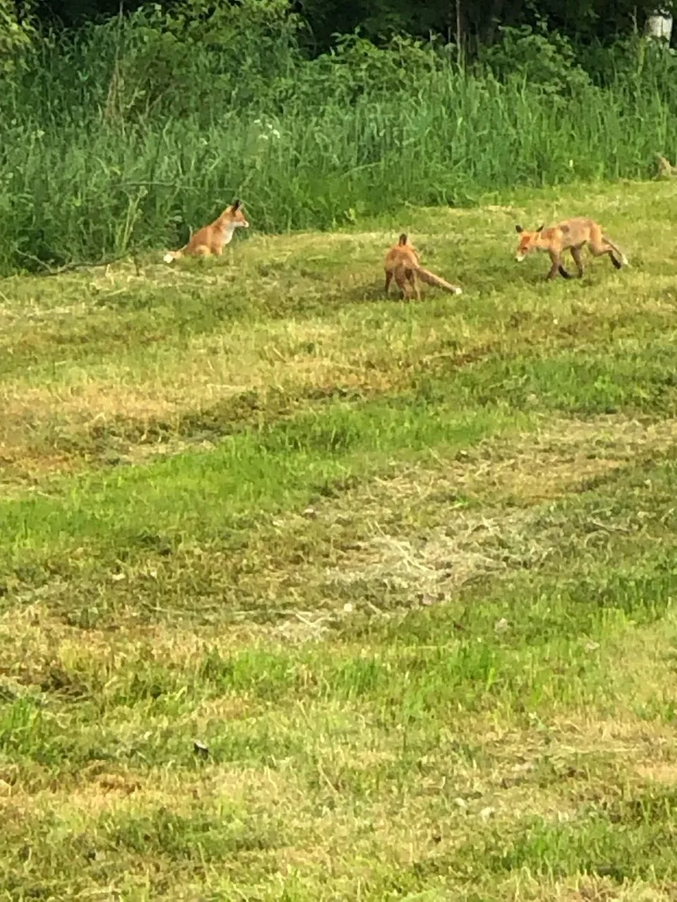 На днях на лугу рядом с лесом было замечено семейство лисиц🦊