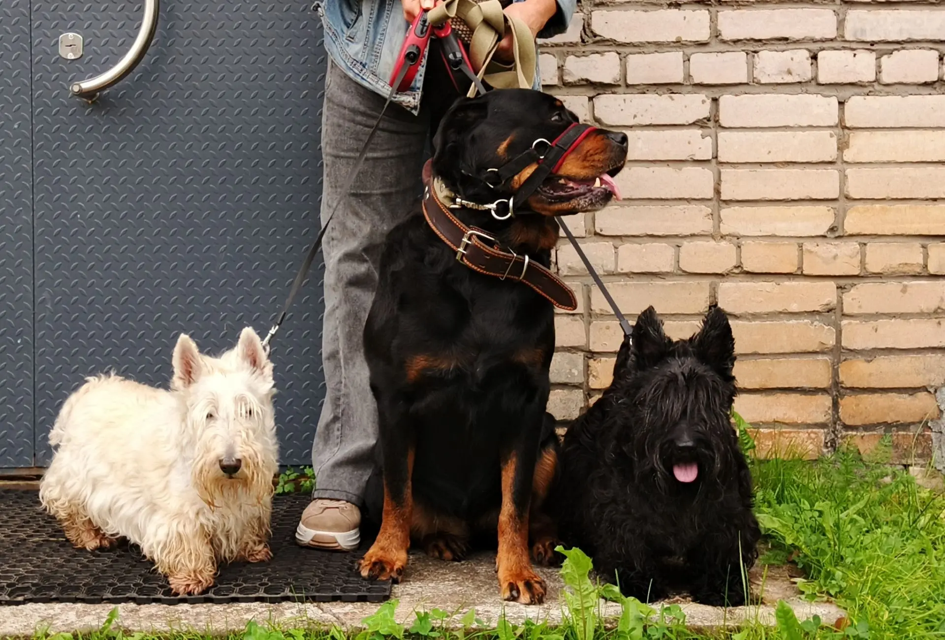 🐕🐾Три очаровательные собачки - настоящие умницы! 💯🐾