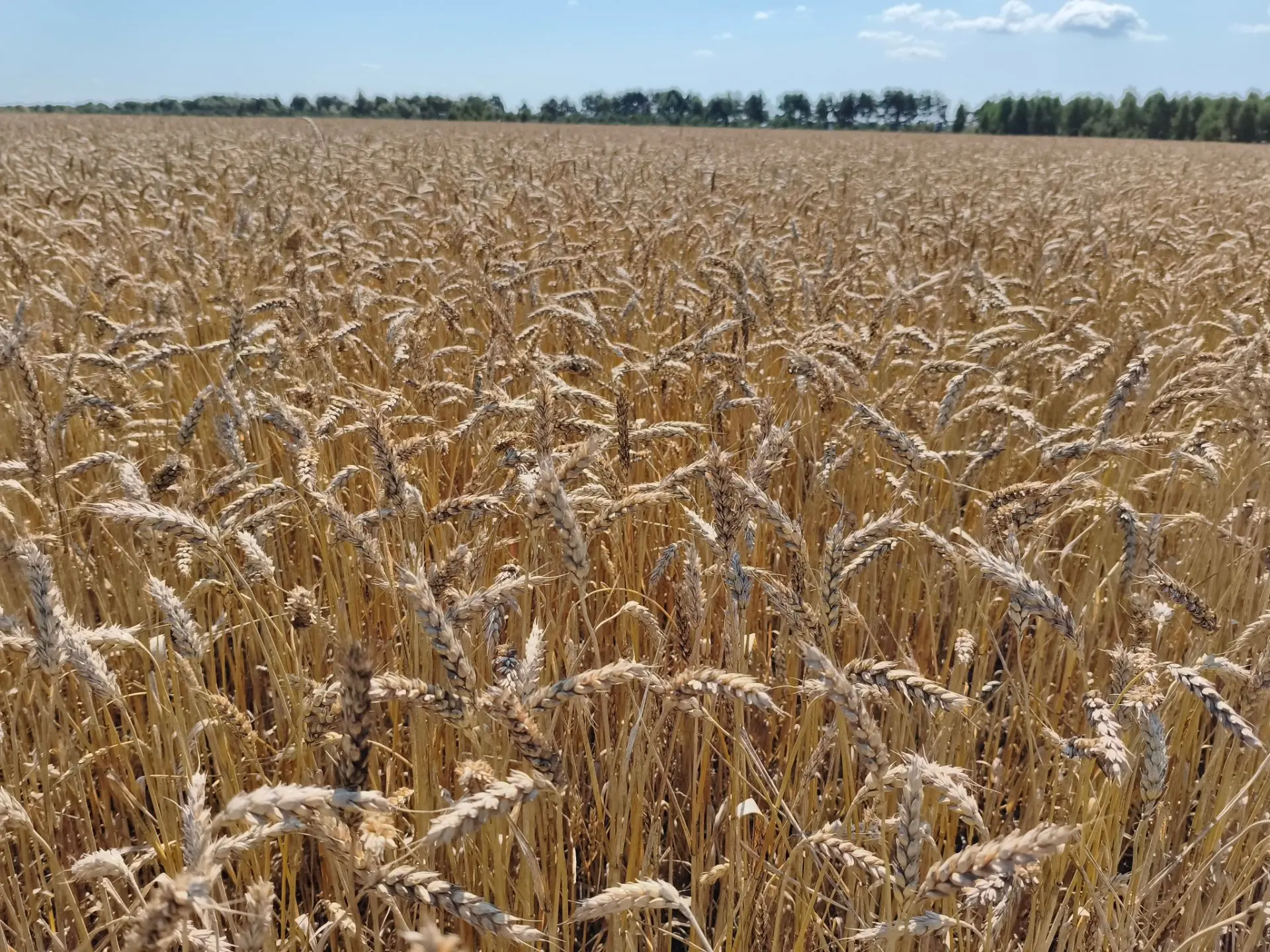 Уборка озимой пшеницы ООО "Волга Селект"🌾🌾🌾
