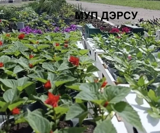 🌷 Красота начинается с нас!  С большой радостью сообщаем: на улицах Красного Луча появляются первые 