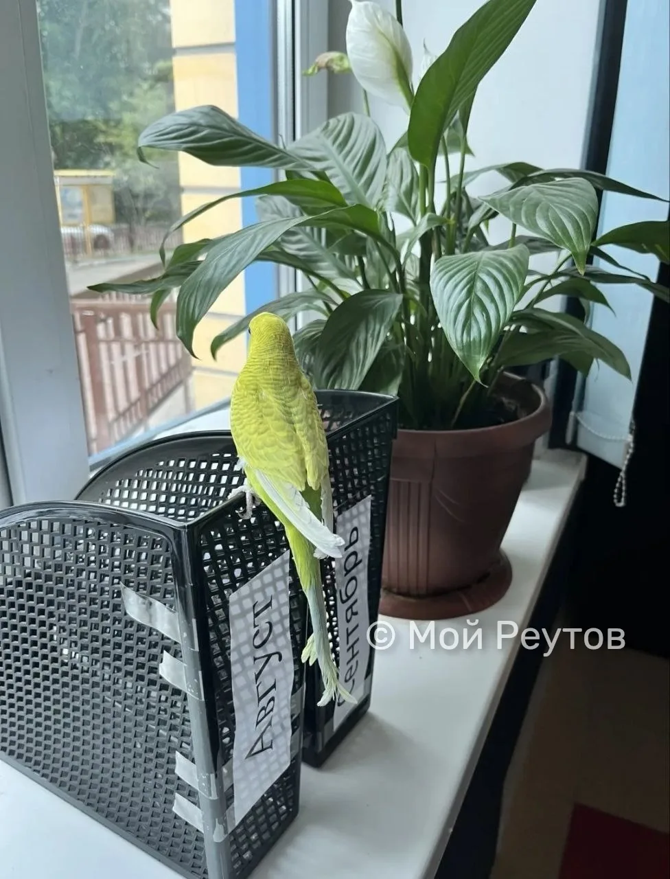 🦜 Прилетел попугайчик на ул. Лесную, 11. Кто потерял?
84955281554 Центр Дар

#отподписчиков
#Реутов
