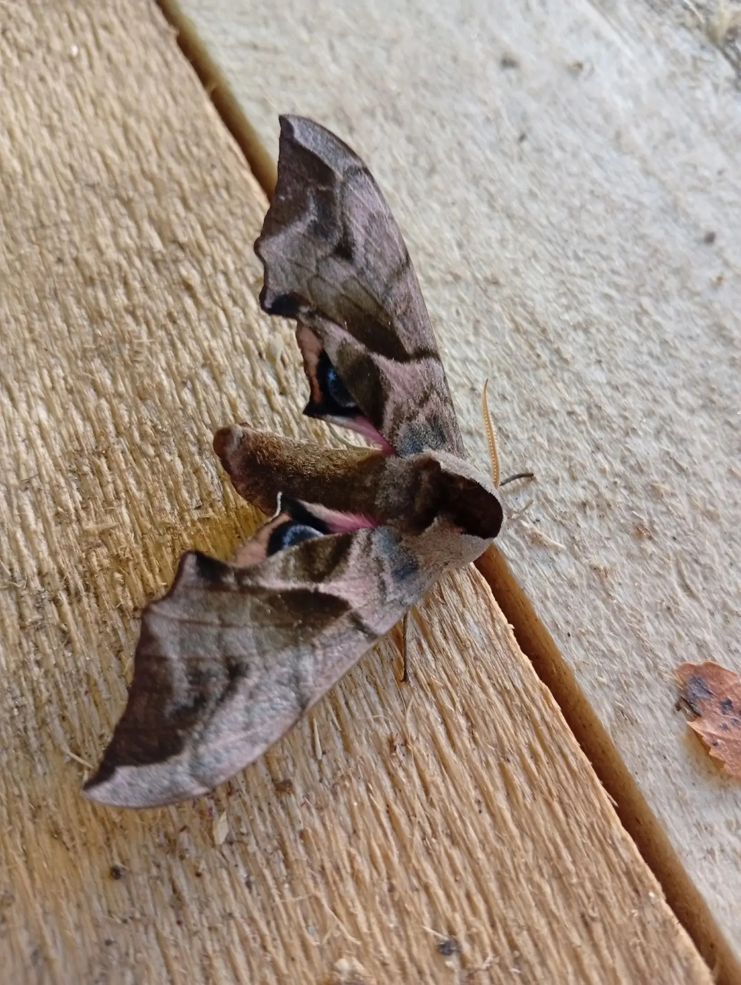 🦋Необычный гость