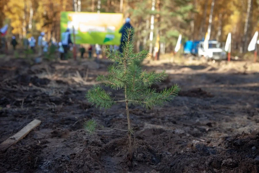 Более 5 млн сеянцев высажено в лесах Ярославской области в этом году
http://uglich-online.ru/article