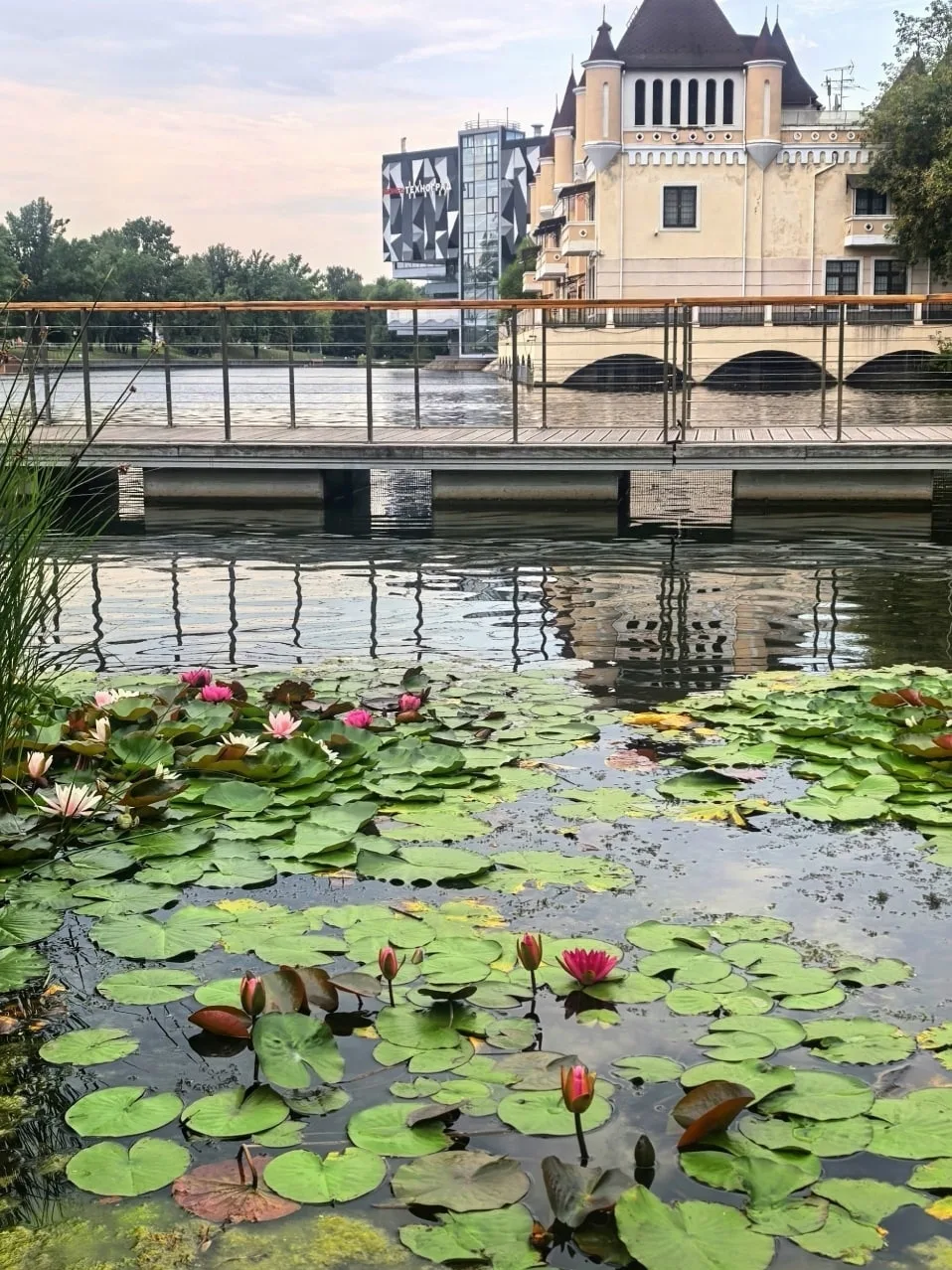 Сад водных растений на ВДНХ — это необычный ландшафтный проект, расположенный на четвер...