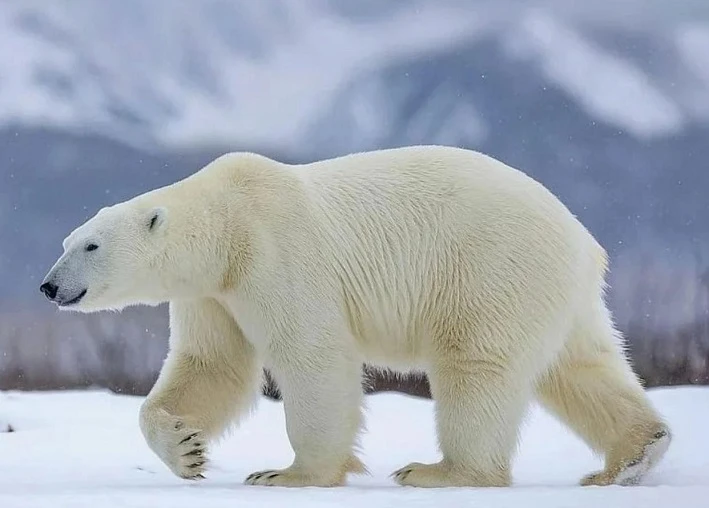🐻‍❄️А вы знали, что белый медведь — не белый?