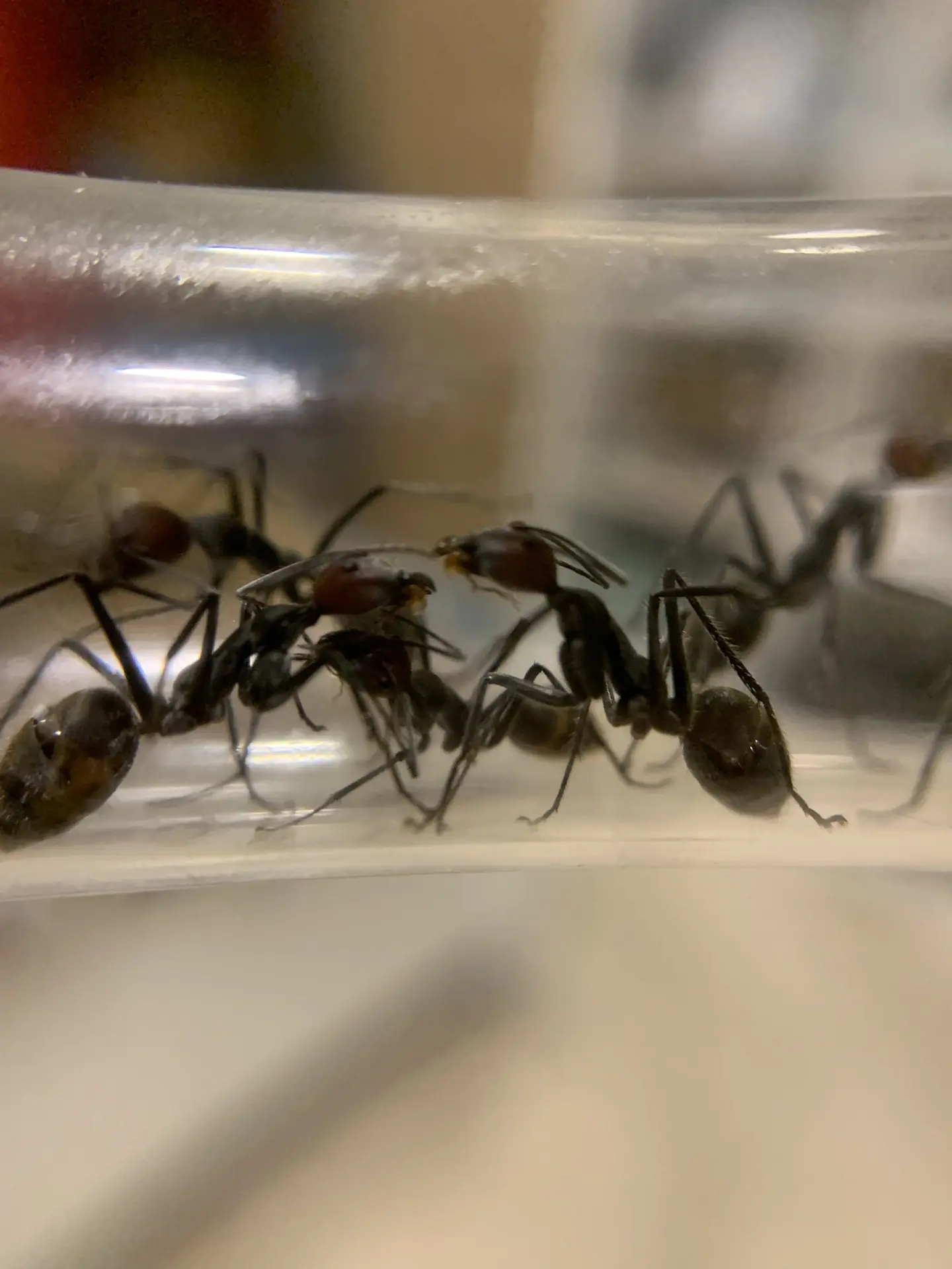 Camponotus singularis в наличии