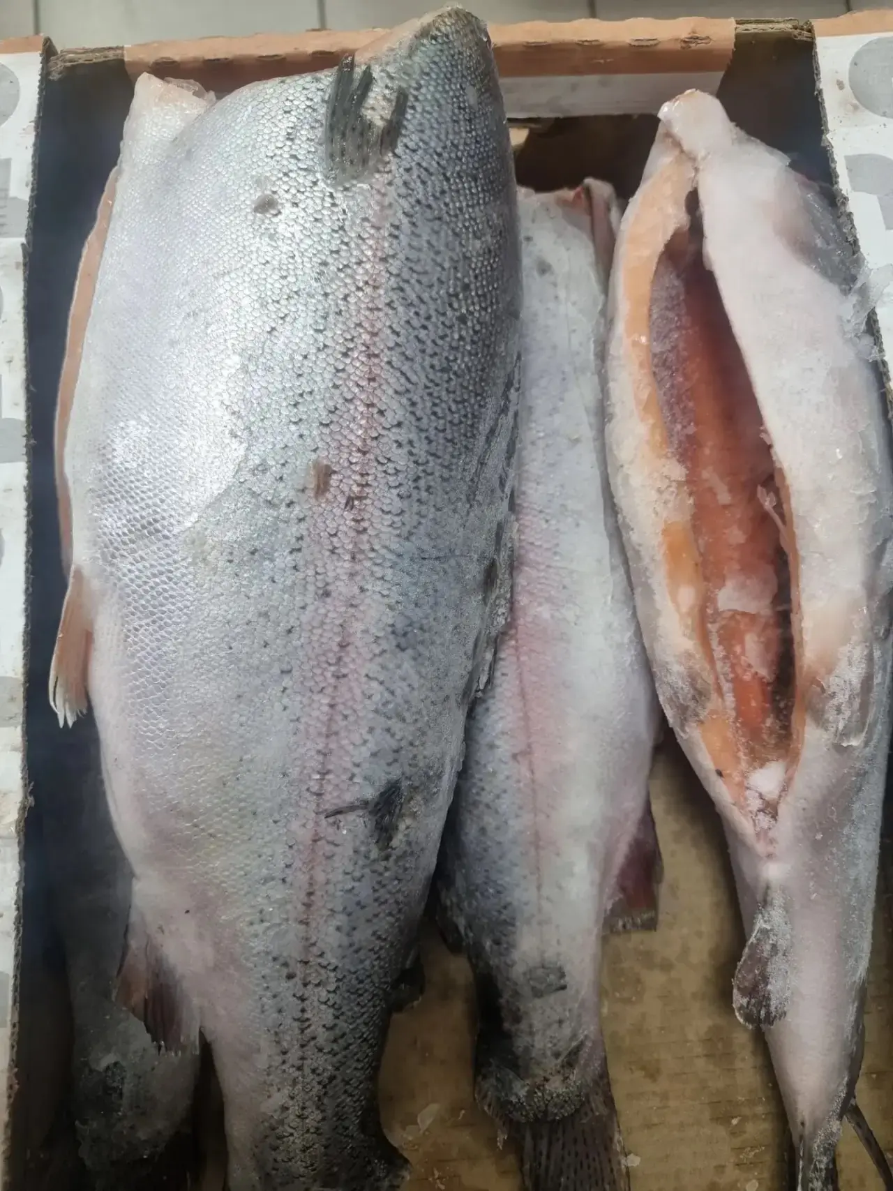 Форель 1,8-2,7 🐟