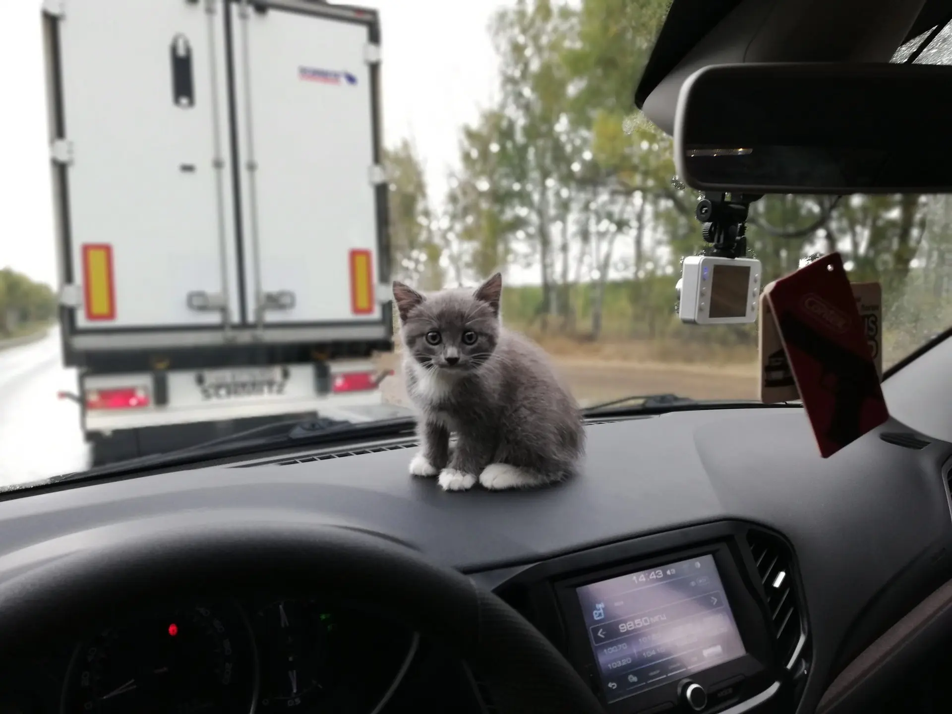 У дальнобойщика появился самый милый напарник 🐱