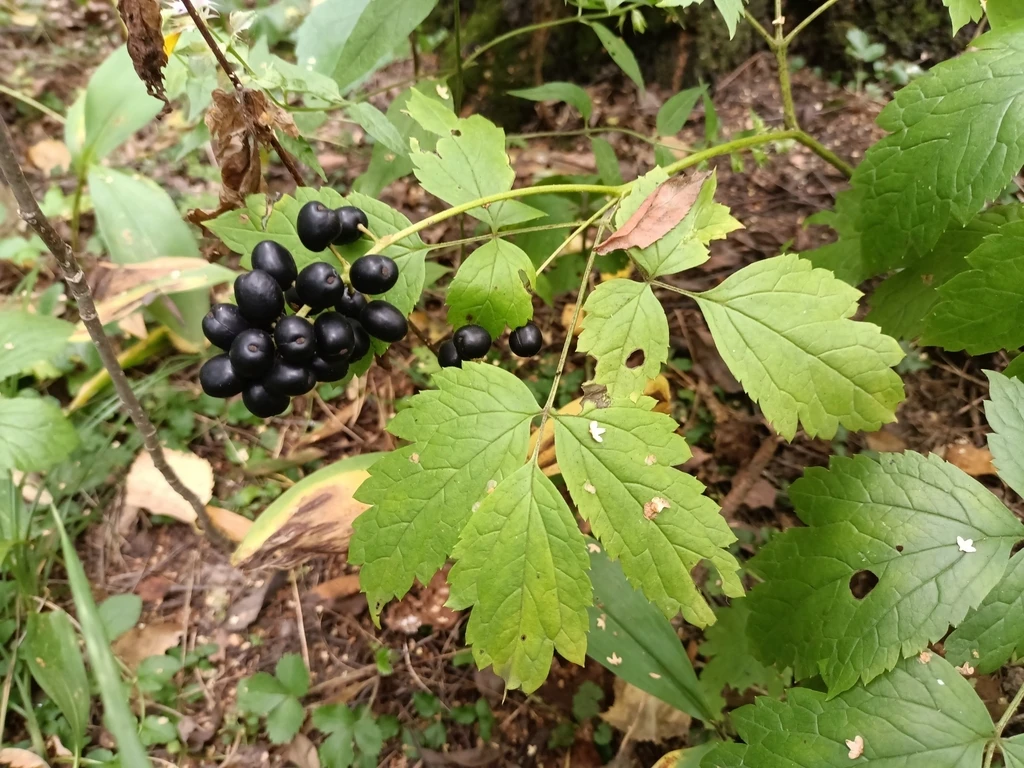 🌿 6-е июля