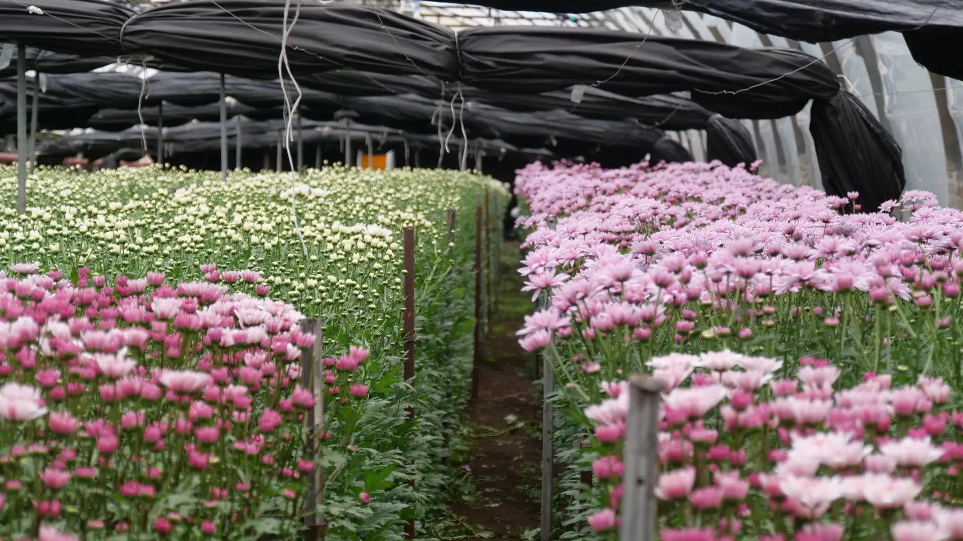 💐Более 100 тысяч хризантем из Кочубеевского округа — к 1 сентября по всей России