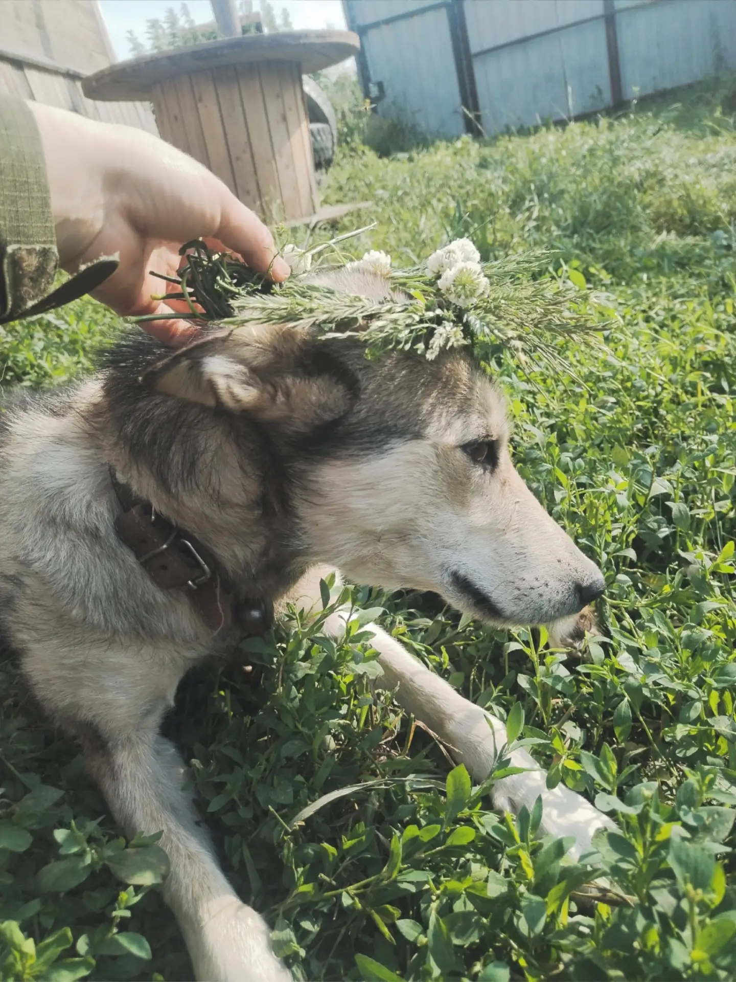 Потерялась собака в лесу, в районе п. Светлый, лайка, откликается на кличку Стрелка, ес...