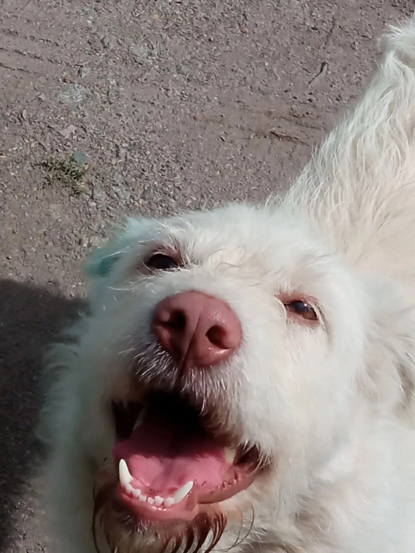 🐾 КОПЕЙСК, ЧЕЛЯБИНСК И БЛИЖАЙШИЕ ГОРОДА! ИЩЕМ ДОМ ДЛЯ СОБАКИ! 🐾

Эту белоснежную красавицу просто 