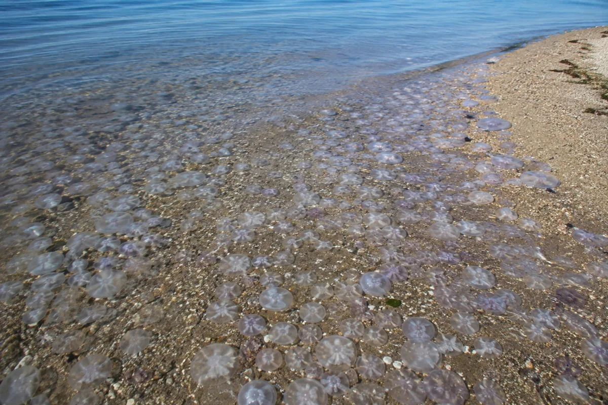Азовское море заполонили медузы: где их больше всего этим летом